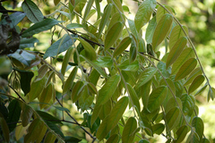 Diospyros saldanhae